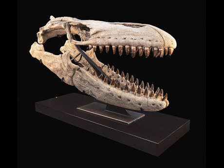Schädel eines Mosasaurus (Prognathodon sp.)